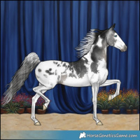 Horse Color:Gray Black Splash Tobiano Appaloosa Rabicano 