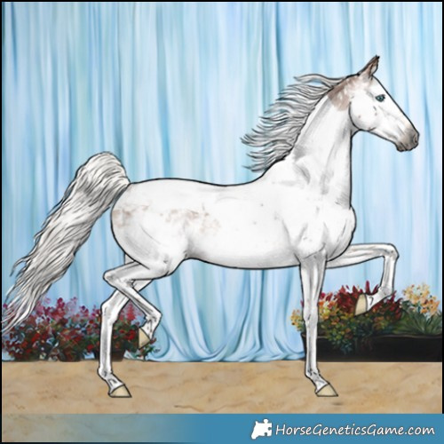 Horse Color:Gray Silver Bay Splash Tobiano Appaloosa Rabicano 
