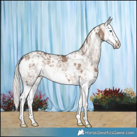 Horse Color:White Spotted Silver Grullo Ice Splash 
