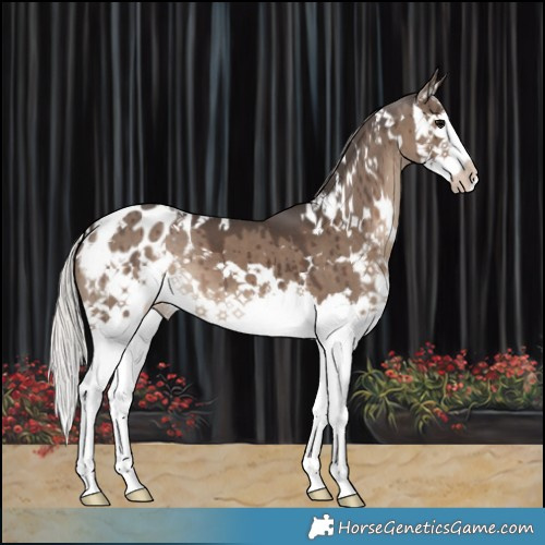 Horse Color:White Spotted Silver Grullo Splash Appaloosa Brindle 