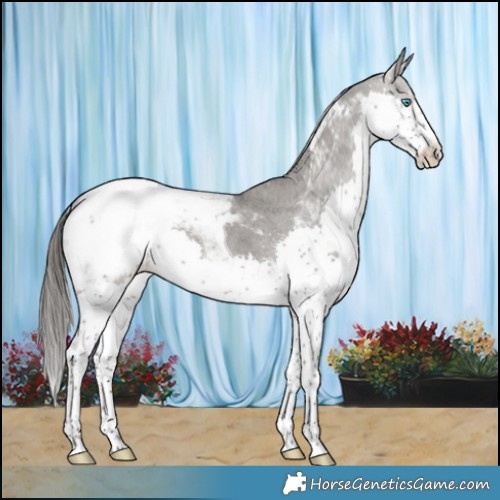 Horse Color:Grullo Splash Tobiano Appaloosa Rabicano 