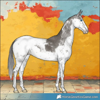 Horse Color:Grullo Splash Tobiano Appaloosa Rabicano
