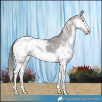 Horse Color:Grullo Splash Tobiano Snowcap Rabicano 