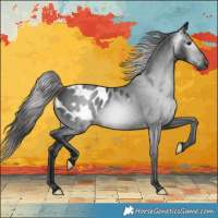 Horse Color:Gray Black Blanket Rabicano 