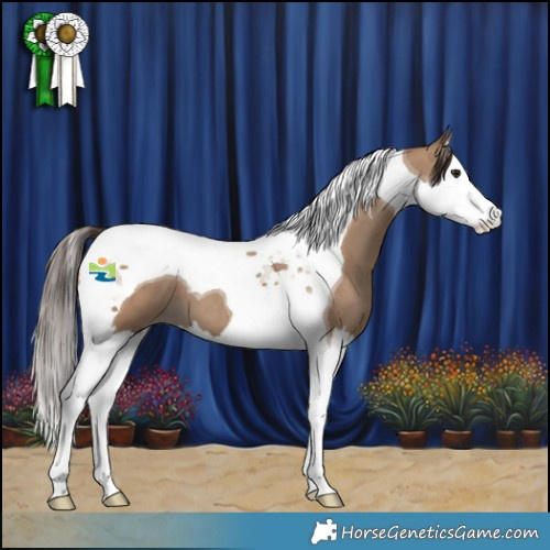 Horse Color:Classic Champagne Splash Tobiano