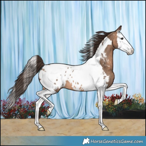Horse Color:Bay Dun Splash Tobiano Appaloosa 