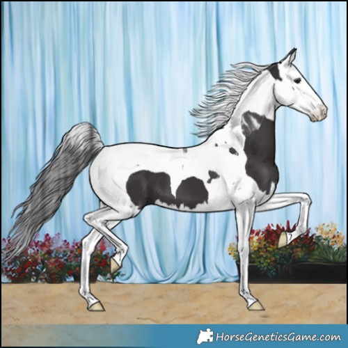 Horse Color:Smoky Black Splash Tobiano 