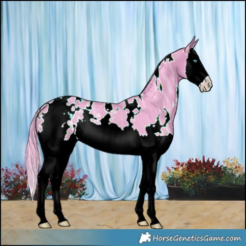 Horse Color:Watercolor White Spotted Bay Ice Splash Appaloosa Rabicano 
