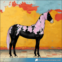 Horse Color:Watercolor White Spotted Bay Ice Splash Appaloosa Rabicano 