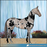 Horse Color:White Spotted Brown Ice Dun Varnish 