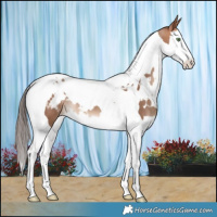 Horse Color:White Spotted Amber Champagne Splash Tobiano Blanket 
