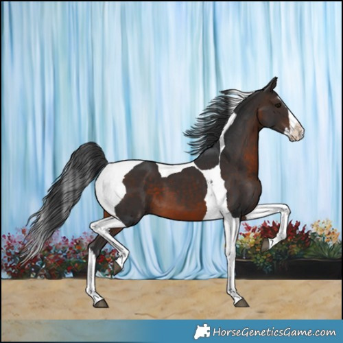 Horse Color:Brown Splash Tobiano 