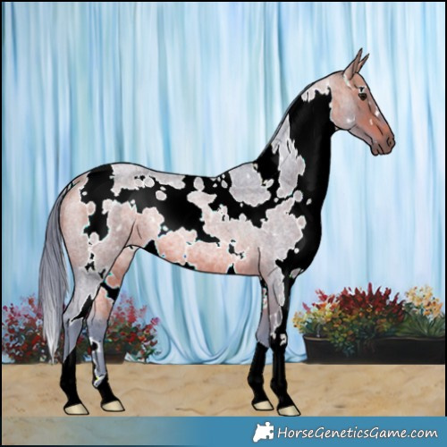 Horse Color:Watercolor White Spotted Bay Roan Rabicano 