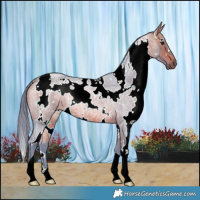 Horse Color:Watercolor White Spotted Bay Roan Rabicano 
