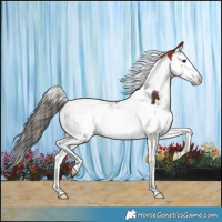 Horse Color:Bay Splash Tobiano 