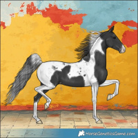 Horse Color:Black Tobiano Appaloosa 