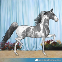 Horse Color:Black Sabino Tobiano Varnish Rabicano 