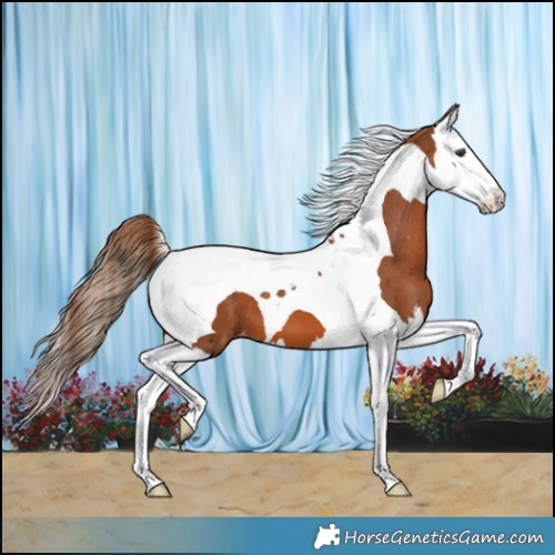 Horse Color:Chestnut Splash Tobiano Appaloosa 