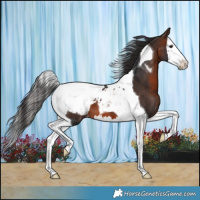 Horse Color:Brown Splash Tobiano Snowcap 