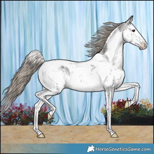 Horse Color:Smoky Black Splash Tobiano Appaloosa Rabicano