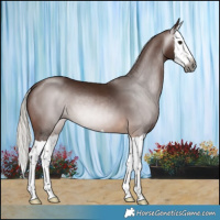 Horse Color:Gray Silver Bay Splash 