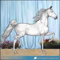 Horse Color:Gray White Spotted Silver Black Splash Tobiano Blanket 