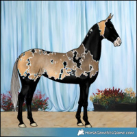 Horse Color:White Spotted Buckskin Splash Rabicano 