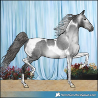 Horse Color:Gray Black Tobiano Varnish 