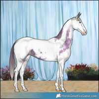 Horse Color:Smoky Black Splash Tobiano Appaloosa 