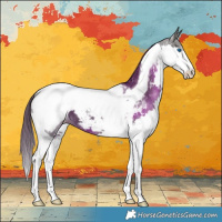 Horse Color:Smoky Black Splash Tobiano Appaloosa