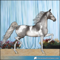 Horse Color:Gray Silver Black Tobiano Rabicano 