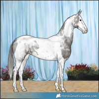 Horse Color:Smoky Grullo Splash Tobiano Varnish 