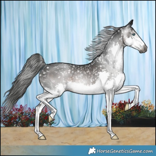 Horse Color:Gray Brown Splash Appaloosa Rabicano 