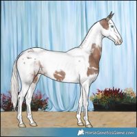 Horse Color:Silver Black Splash Tobiano 