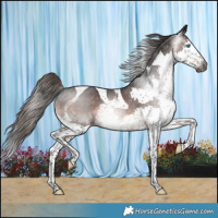 Horse Color:Gray Brown Splash Tobiano Varnish 