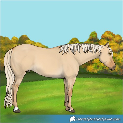 Horse Color:Palomino Dun 