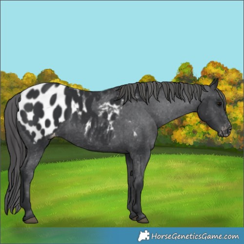 Horse Color:Black Blanket 