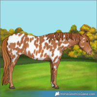 Horse Color:Chestnut Near Leopard 