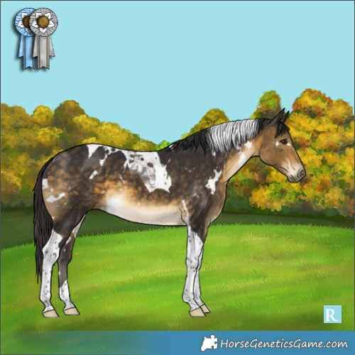Horse Color:White Spotted Buckskin Tobiano 