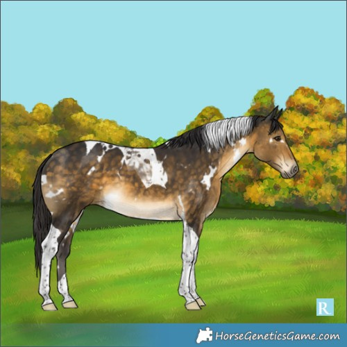 Horse Color:White Spotted Buckskin Tobiano 