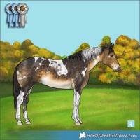Horse Color:White Spotted Buckskin Tobiano 