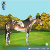 Horse Color:White Spotted Buckskin Tobiano 