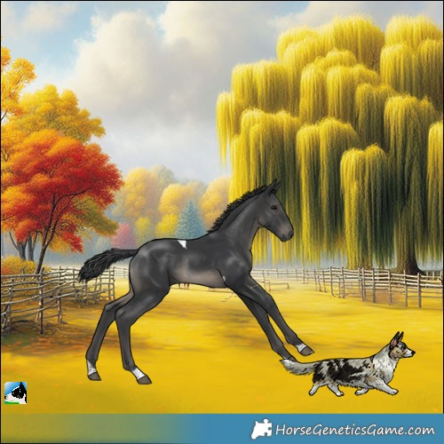 Horse Color:Platinum Black Tobiano Rabicano