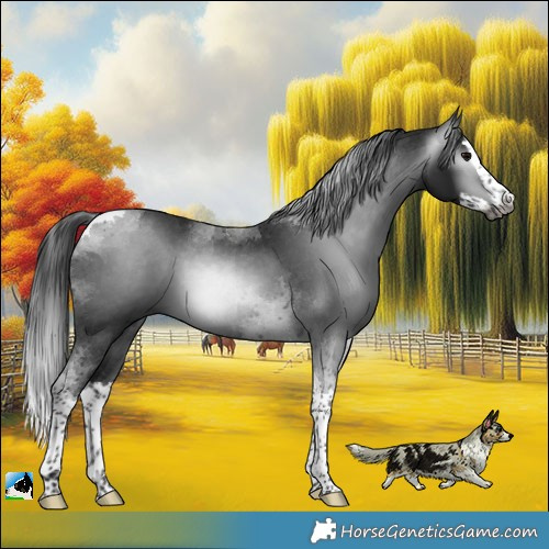 Horse Color:Gray Platinum Brown Splash Tobiano