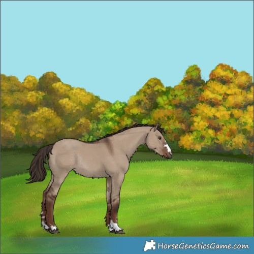Horse Color:Liver Red Dun Rabicano 