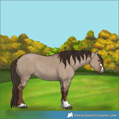 Horse Color:Liver Red Dun Rabicano 