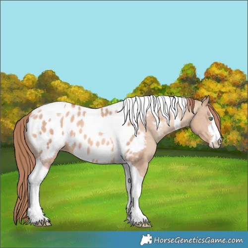 Horse Color:White Spotted Gold Champagne Dun Tobiano Blanket 