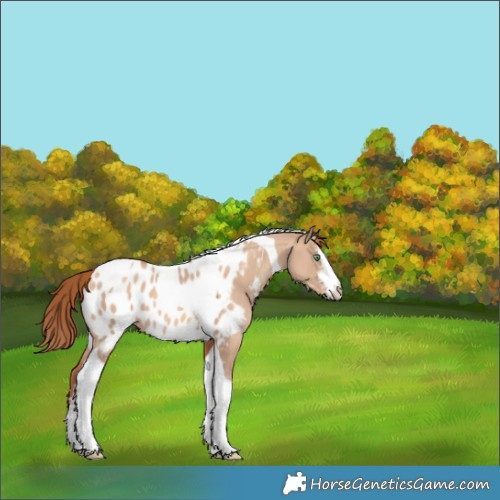 Horse Color:White Spotted Gold Champagne Dun Tobiano Appaloosa 