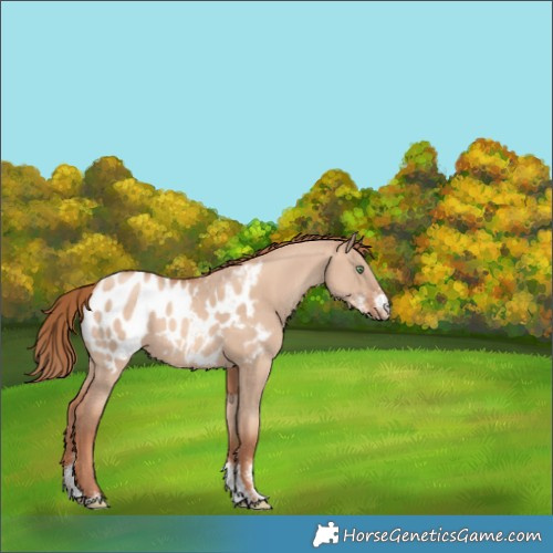 Horse Color:Gold Champagne Dun Sabino Appaloosa 