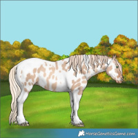 Horse Color:Gold Champagne Dun Tobiano Near Leopard Rabicano